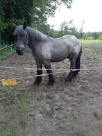 3 jarige blauwschimmel ruin, geleerd voor de koets, Animaux & Accessoires, Chevaux