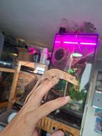 50% Het Axanthic Flame wimpergekko man, Hagedis, 0 tot 2 jaar