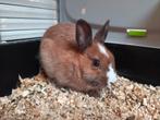 Konijn gratis, Dieren en Toebehoren, Konijnen, Dwerg