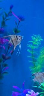 Maanvissen, Dieren en Toebehoren, Vissen | Aquariumvissen