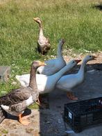Ganzekuiken, Dieren en Toebehoren, Pluimvee, Vrouwelijk, Gans of Zwaan