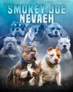 PRACHTIGE AMERICAN BULLY PUPS, Dieren en Toebehoren, Honden | Bulldogs, Pinschers en Molossers, Overige rassen, 8 tot 15 weken