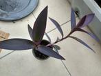 Mooie grote tradescantia Padilla vetplant kamerplant  Komer, Minder dan 100 cm, In pot, Bloeiende kamerplant, Volle zon