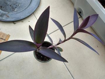 Mooie grote tradescantia Padilla vetplant kamerplant  Komer 