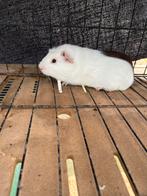 Cavia beertjes, Dieren en Toebehoren, Augustus, Mannelijk, Cavia