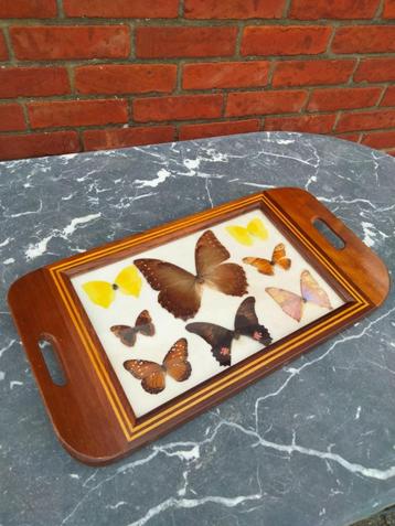 vintage dienblad plateau vlinders butterfly taxidermie