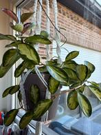 Hoya cornosa ‘tricolor’, Huis en Inrichting, Ophalen