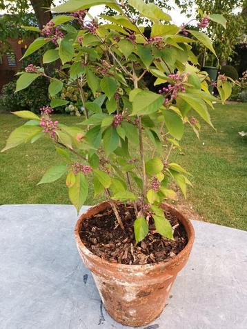 Callicarpa Bod profusion beschikbaar voor biedingen