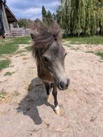 Mini Shetland pony, Dieren en Toebehoren, Hengst, Niet van toepassing, Gechipt, 0 tot 2 jaar