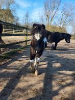 Merrie veulentje, Dieren en Toebehoren, Merrie, Niet van toepassing, 0 tot 2 jaar