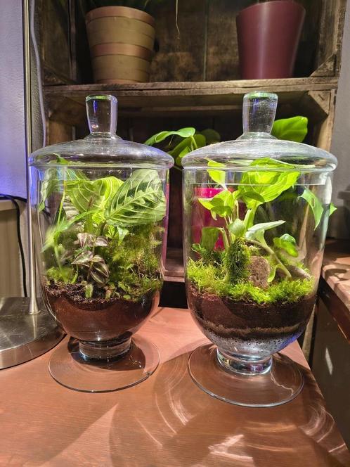 Set van 2 plantenterraria, Huis en Inrichting, Kamerplanten, Overige soorten, Minder dan 100 cm, Volledige schaduw, In pot, Ophalen
