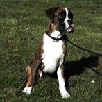 gestroomde Boxer reu - pup te koop, Dieren en Toebehoren, Honden | Bulldogs, Pinschers en Molossers, 15 weken tot 1 jaar, Buitenland