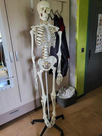 Anatomisch skelet op wieltjes beschikbaar voor biedingen