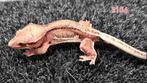 Crested gecko wimpergekko