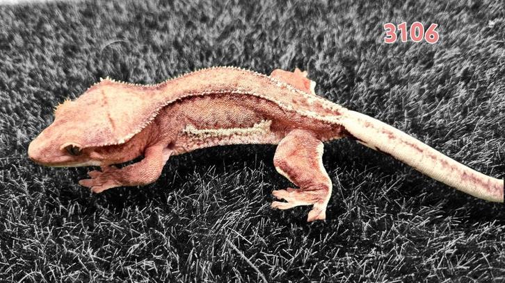 Crested gecko wimpergekko, Dieren en Toebehoren, Reptielen en Amfibieën