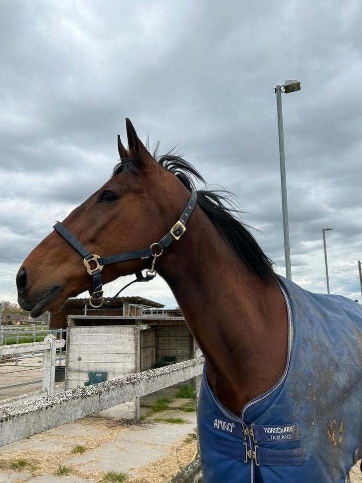 Super paard te koop, Animaux & Accessoires, Chevaux, Hongre