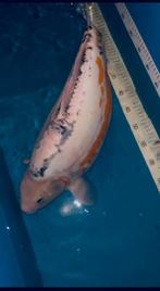 Shusui 65 cm, Animaux & Accessoires, Poissons | Poissons d'étang, Carpe ou Koï