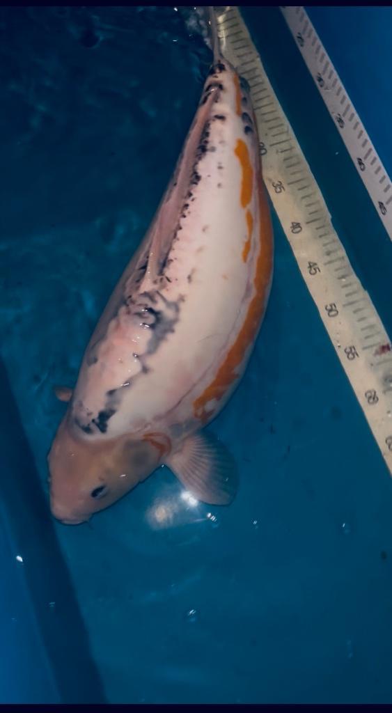 Shusui 65 cm, Animaux & Accessoires, Poissons | Poissons d'étang, Carpe ou Koï