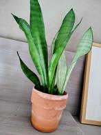 grote Sanseveria moonshine kamerplanten, Huis en Inrichting, Kamerplanten, Ophalen of Verzenden, Vetplant, In pot, Minder dan 100 cm