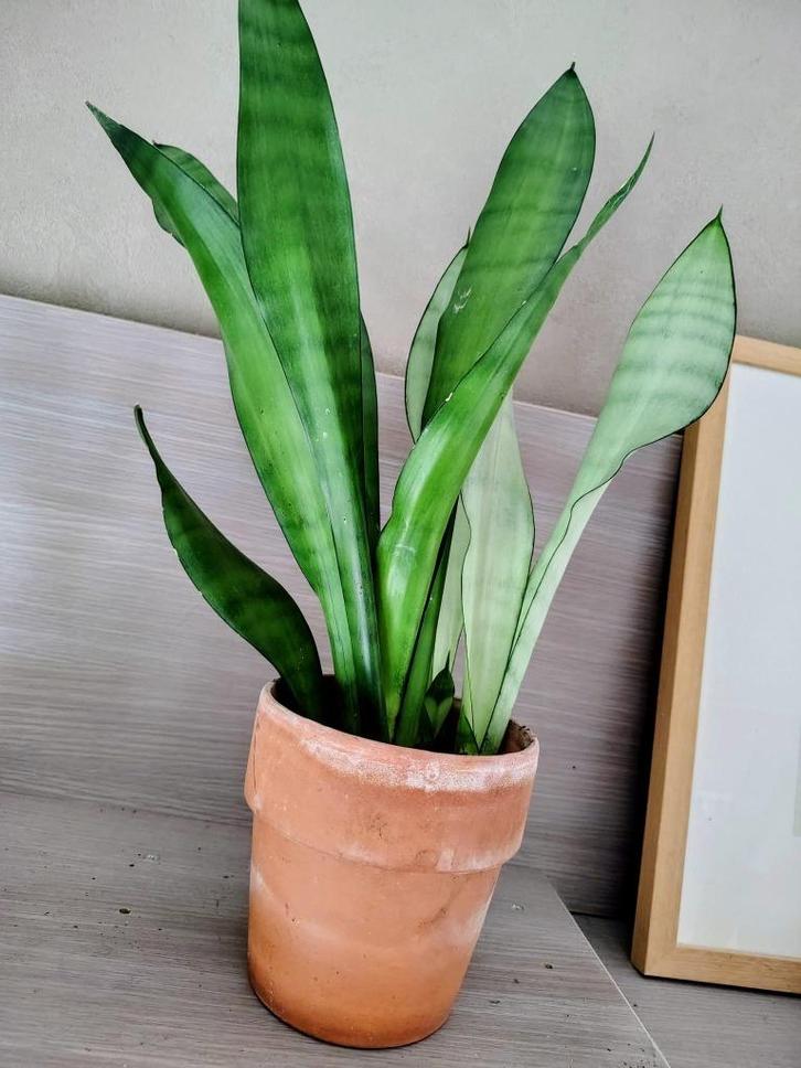 grote Sanseveria moonshine kamerplanten, Huis en Inrichting, Kamerplanten, Vetplant, Minder dan 100 cm, In pot, Ophalen of Verzenden