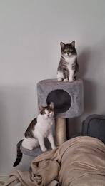 Krabpaal kattenbak, Dieren en Toebehoren, Ophalen, Krabpaal