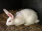 Rammelaar wit van Dendermonde, Dieren en Toebehoren, Konijnen, Mannelijk, Groot, 0 tot 2 jaar