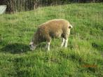 schapenbok, Dieren en Toebehoren, Schapen, Geiten en Varkens, Mannelijk, Schaap, 0 tot 2 jaar