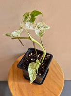Epipremnum pinnatum marble variegata, Huis en Inrichting, Kamerplanten, Ophalen