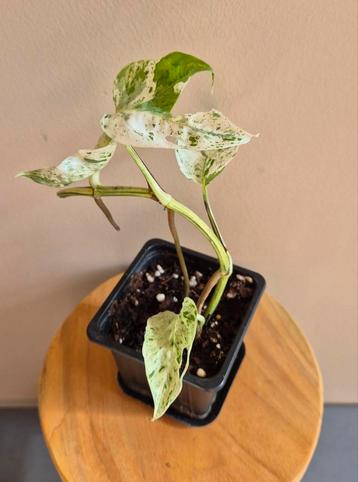 Epipremnum pinnatum marble variegata  beschikbaar voor biedingen