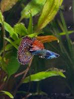 Silverado red dragon guppen!, Dieren en Toebehoren