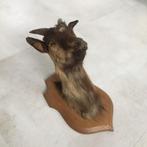 Geitenkop met gewei - taxidermie - opgezette bok, Verzamelen, Dierenverzamelingen, Ophalen of Verzenden, Gebruikt, Boerderijdier