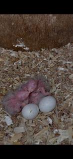 Pyrrhura jongen voor handopfok, Dieren en Toebehoren, Vogels | Parkieten en Papegaaien