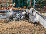 Cochin kriel, Dieren en Toebehoren, Pluimvee