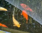 koi Gin Rin Platinum 55 cm – met subtiele blauwe gloed, Dieren en Toebehoren, Vissen | Vijvervissen