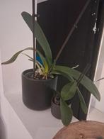 2 orchideeën, 1 grote en 1 mini, Huis en Inrichting, Kamerplanten, Ophalen