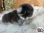 Raszuiver baby minilop konijn ram (transport mogelijk), Mannelijk, Dwerg, Hangoor, 0 tot 2 jaar