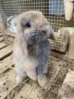 Lapin nain minilop, Meerdere dieren, Klein, Hangoor, 0 tot 2 jaar
