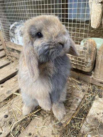 Lapin nain minilop, Animaux & Accessoires, Lapins, Plusieurs animaux, Petit, Oreilles tombantes, 0 à 2 ans