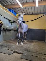 Ervaren pony ruiter, Dieren en Toebehoren, Pony's