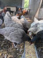 bleu de lande legkip, Dieren en Toebehoren, Pluimvee