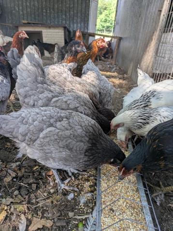 bleu de lande legkip beschikbaar voor biedingen
