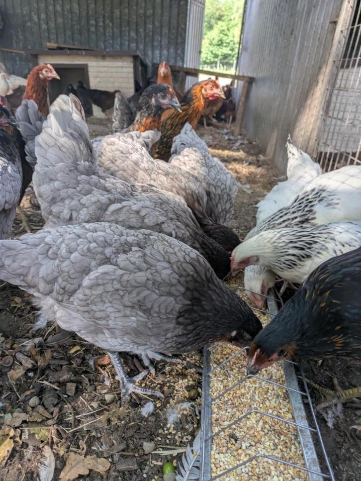 bleu de lande legkip, Dieren en Toebehoren, Pluimvee