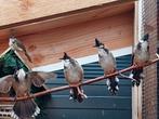 Diverse Buulbuuls, Meerdere dieren, Tropenvogel, Geringd