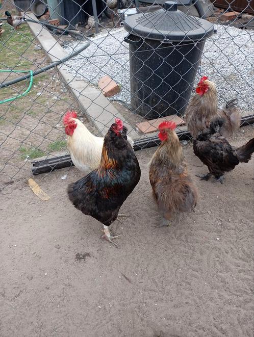 Hanen bolstaart getoeft en gewoon zwarte kleurslag, Dieren en Toebehoren, Pluimvee, Kip, Mannelijk