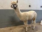 Super lieve alpaca ruin, Dieren en Toebehoren