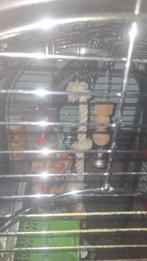 Groote parkiet, Dieren en Toebehoren, Ophalen