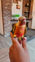 A vendre elevage complet pyrrhura molinae, Dieren en Toebehoren, Meerdere dieren, Parkiet, Geringd