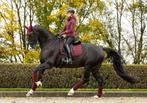 LeMieux Dressuur dekje Suede Crystal Burgundy, Ophalen of Verzenden, Nieuw, Dekje