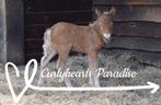 Hypoallergeen minipaardje kinderpony mini curly, Dieren en Toebehoren