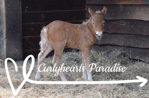 Hypoallergeen minipaardje kinderpony mini curly, Dieren en Toebehoren, Stalling en Weidegang